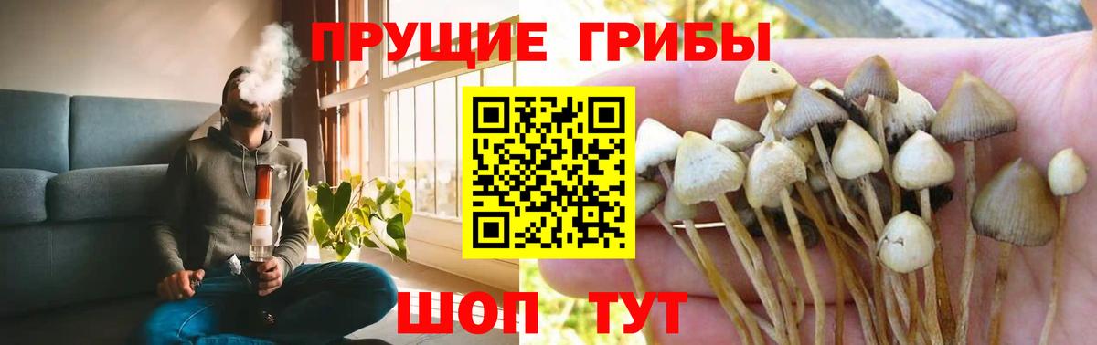 Галлюциногенные грибы Psilocybe Соликамск